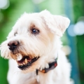Bangalore Couple and Pet Portrait Photography