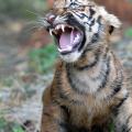 Wildlife Rescue and Rehabitation Centre
