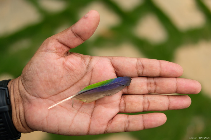 Colored-feather-in-palm