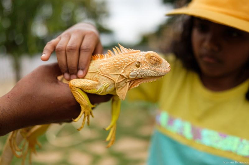 Iguana-at-Picket-Fence-Family-farm