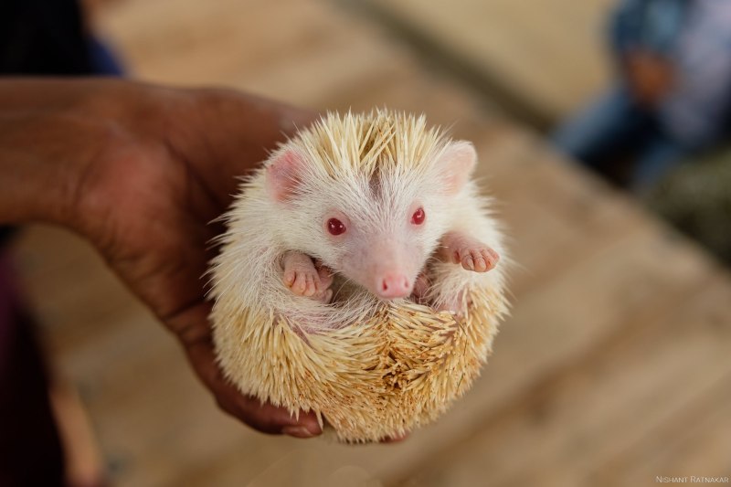 Picket-Fence-Hamster