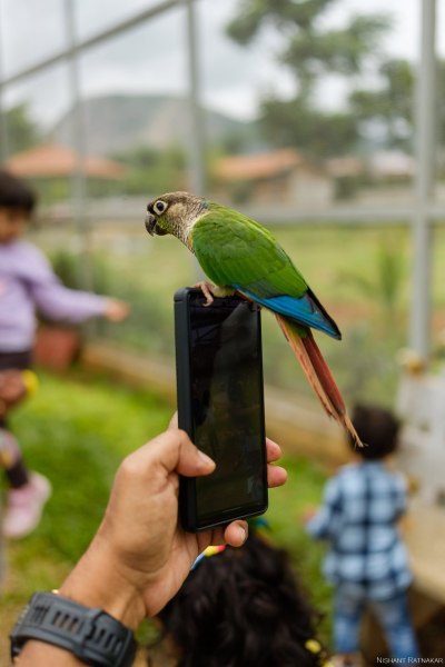 Picket-Fence-Parrot-on-phone
