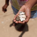 A-Handful-of-sea-shells-at-Tannirbhavi-beach-in-mangalore