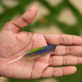 Colored-feather-in-palm