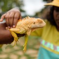 Iguana-at-Picket-Fence-Family-farm