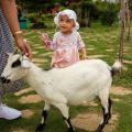 Picket-Fence-Farm-Goat-and-Child