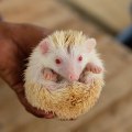 Picket-Fence-Hamster