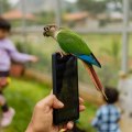 Picket-Fence-Parrot-on-phone