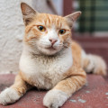 Portrait-of-a-cat-Sigma23mmF1_4 - Lens Review - Nishant Ratnakar